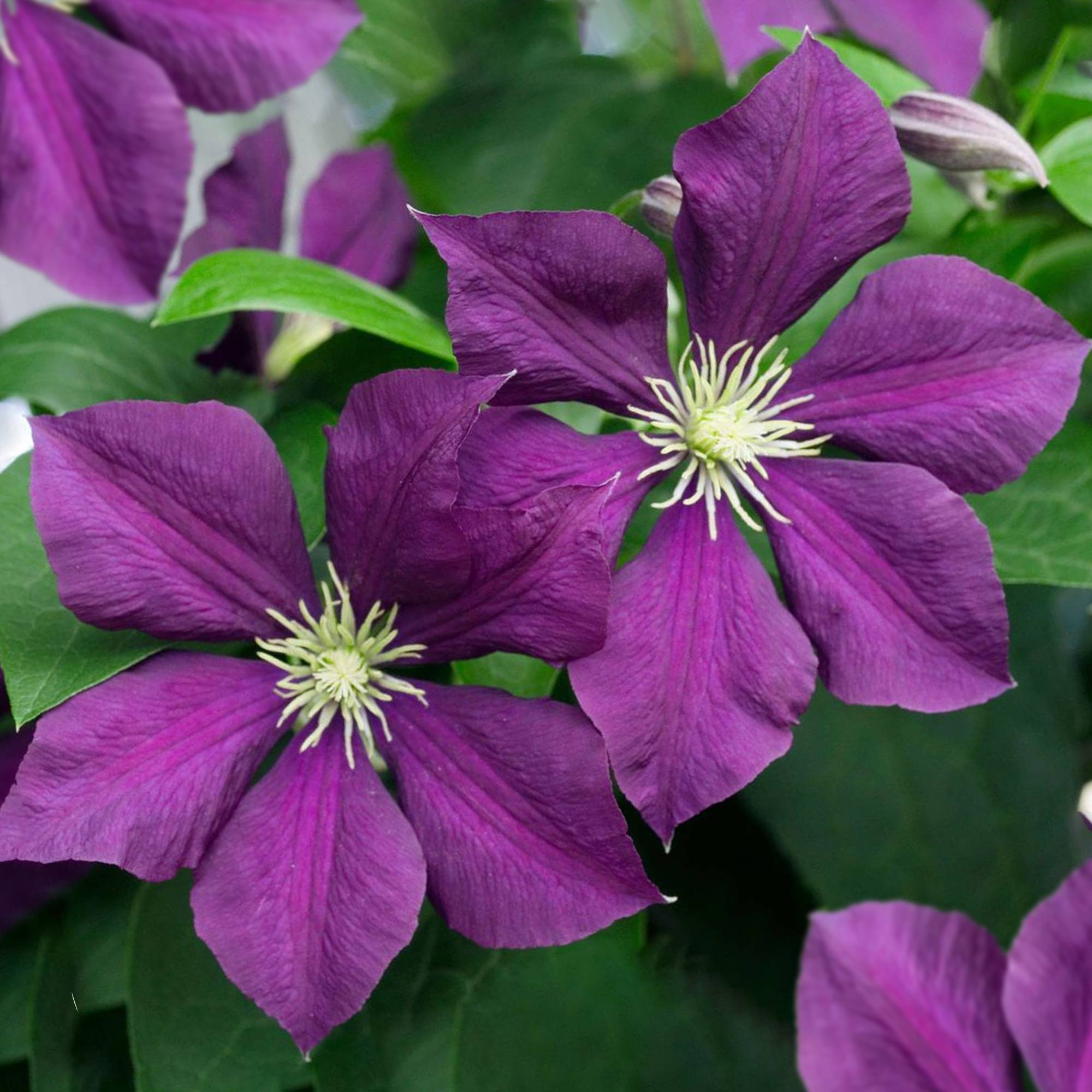 Gardenersdream - Clématite 'Warszawska Nike' plante grimpante à grandes fleurs et feuilles caduques en pot - GardenersDream - Imagen 1