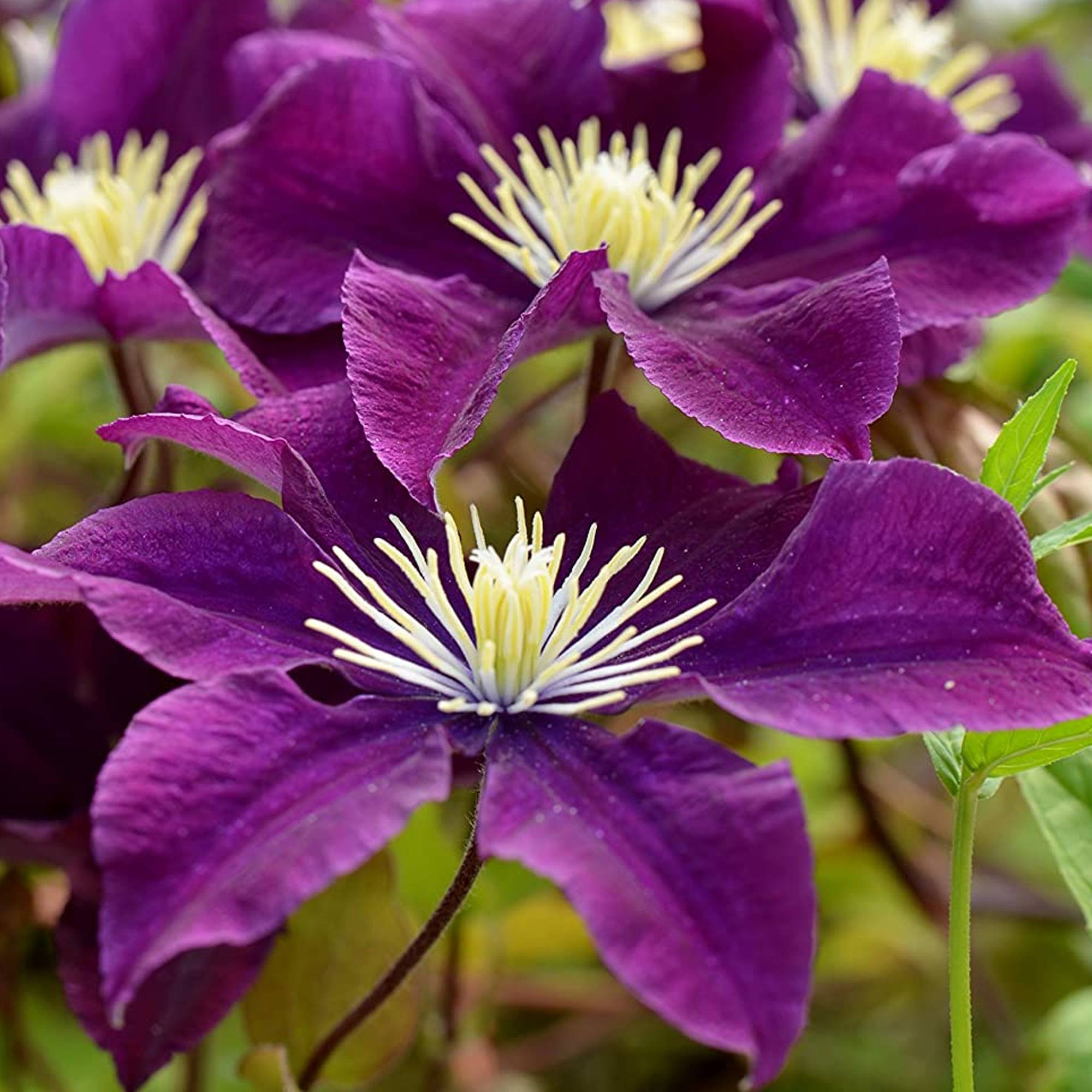 Gardenersdream - Clématite 'Warszawska Nike' plante grimpante à grandes fleurs et feuilles caduques en pot - GardenersDream - Imagen 3