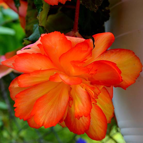 Graines de Bégonia tubéreux Non-Stop Orange F1 - Begonia x tuberhybrida le sachet de 20 graines environ
