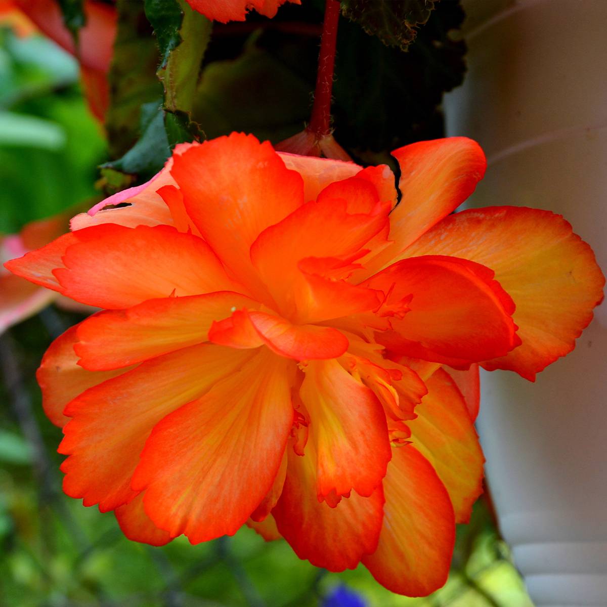 Graines de Bégonia tubéreux Non-Stop Orange F1 - Begonia x tuberhybrida le sachet de 20 graines environ