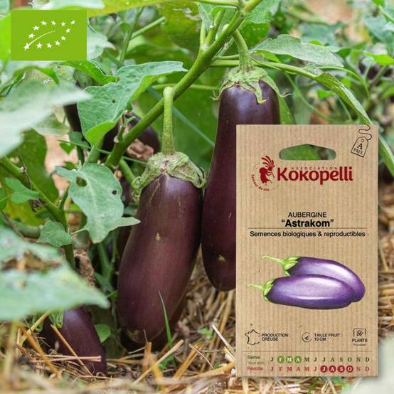 Sachet de graines bio à semer - Aubergine Astrakom- Association Kokopelli