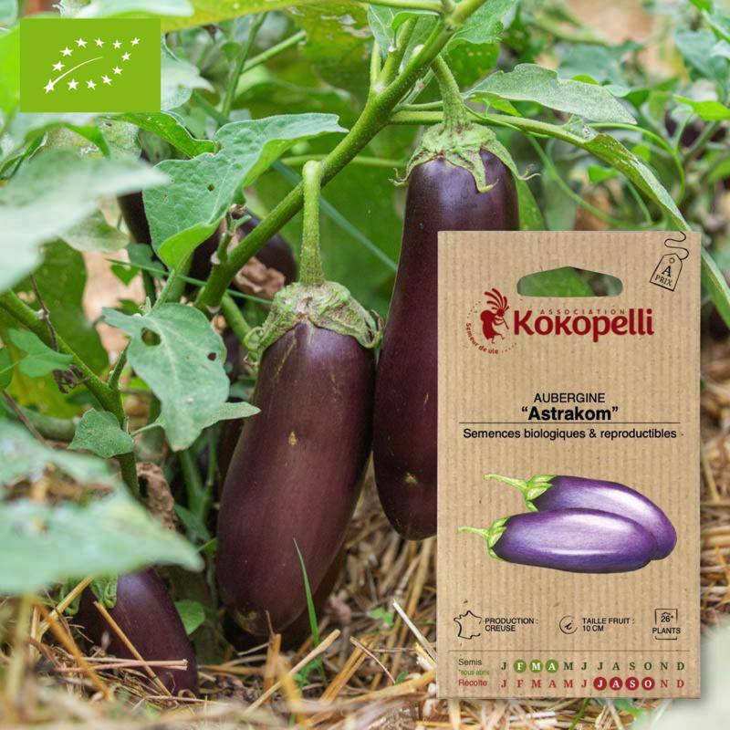 Sachet de graines bio à semer - Aubergine Astrakom- Association Kokopelli