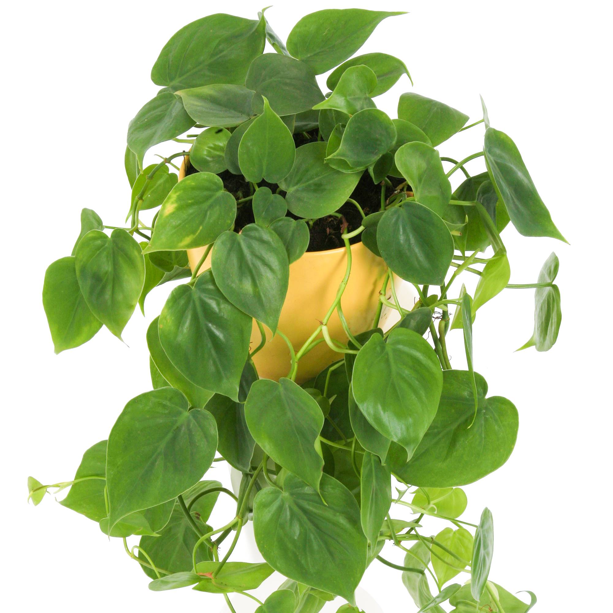 Gardenersdream - 1 X Philodendron Scandens | Plante Grimpante D'Intérieur Dans Un Pot Suspendu - GardenersDream - Imagen 1