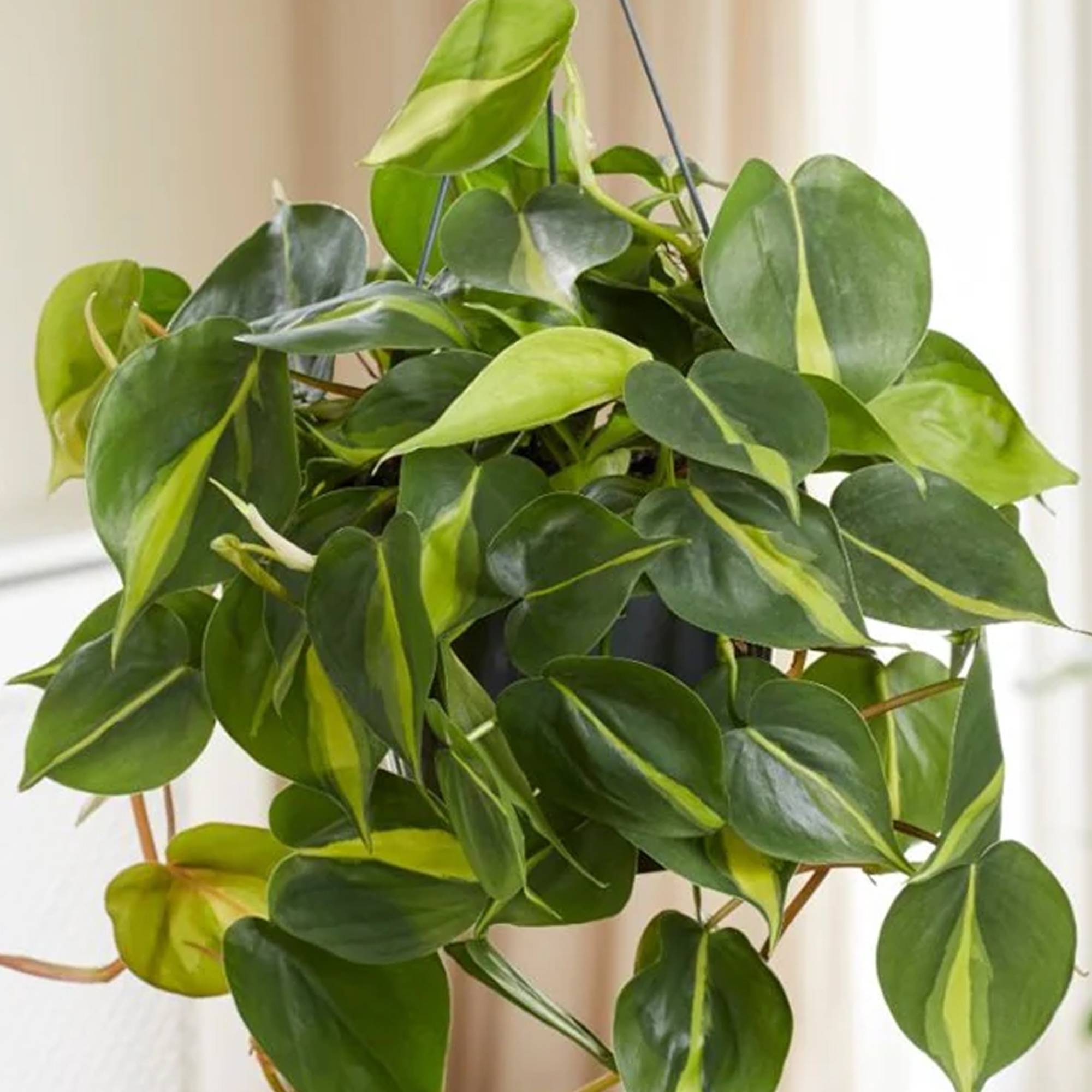 Gardenersdream - 1 X Philodendron Scandens | Plante Grimpante D'Intérieur Dans Un Pot Suspendu - GardenersDream - Imagen 2
