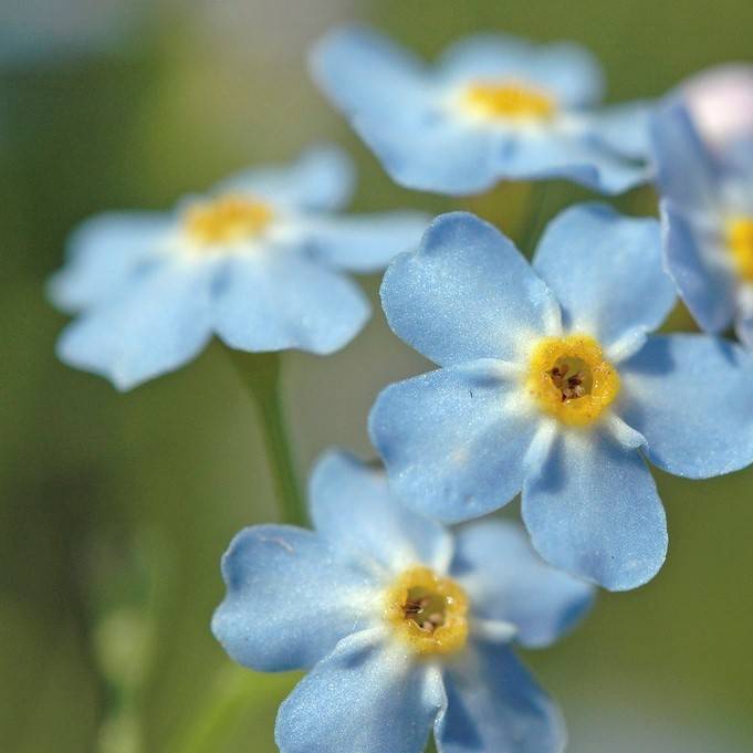 Myosotis Palustris - Myosotis des marais - Plantes de bassin - H. 10-20 cm - P. 9 cm - Image 4