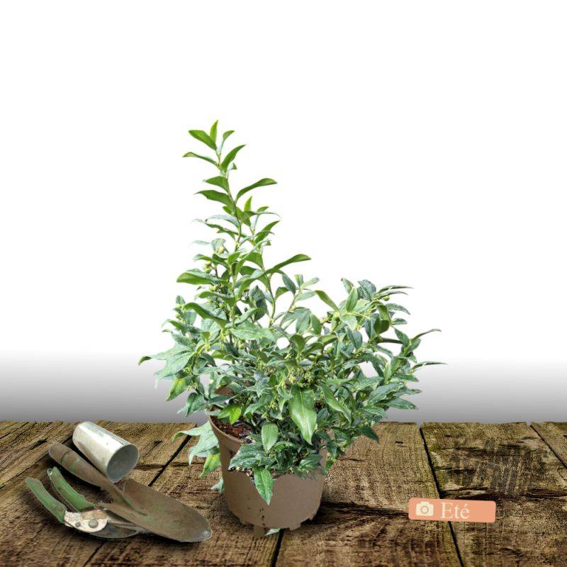 Sarcococca confusa à fleurs Blanche - feuillage Persistant - Pot de 7,5L - 40/60 cm-  hauteur à maturité De 0,50 m à 1,00 m - Imagen 3