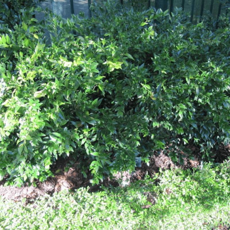 Sarcococca confusa à fleurs Blanche - feuillage Persistant - Pot de 7,5L - 40/60 cm-  hauteur à maturité De 0,50 m à 1,00 m - Imagen 1