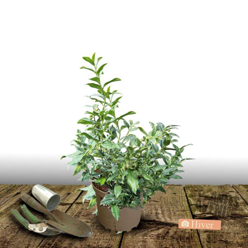 Sarcococca confusa à fleurs Blanche - feuillage Persistant - Pot de 7,5L - 40/60 cm-  hauteur à maturité De 0,50 m à 1,00 m - Imagen 4