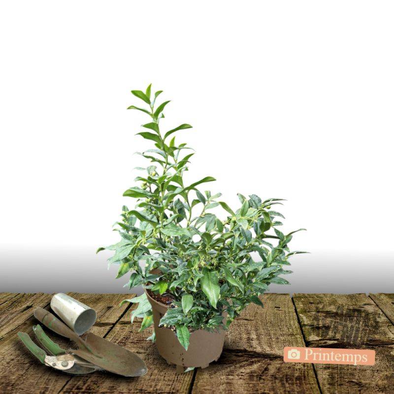 Sarcococca confusa à fleurs Blanche - feuillage Persistant - Pot de 7,5L - 40/60 cm-  hauteur à maturité De 0,50 m à 1,00 m - Imagen 5