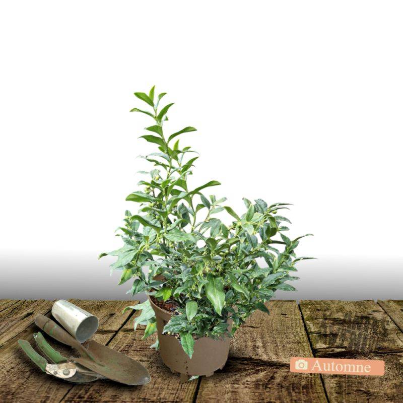 Sarcococca confusa à fleurs Blanche - feuillage Persistant - Pot de 7,5L - 40/60 cm-  hauteur à maturité De 0,50 m à 1,00 m - Imagen 2