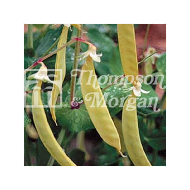 Promesse de Fleurs - Pois à rames Golden Sweet mangetout - Pisum sativum le sachet de 100 graines environ (25g)