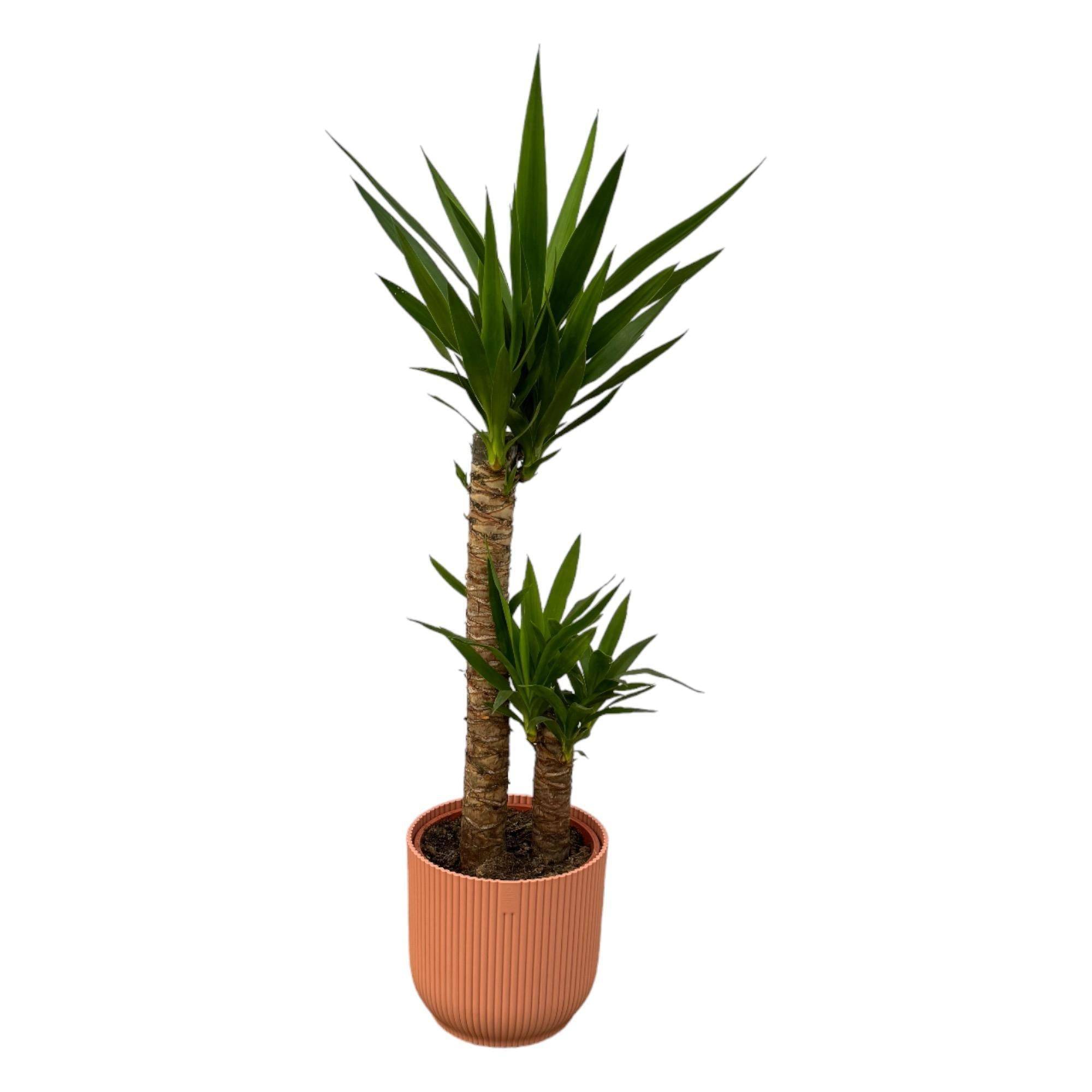 La Green Touch - Yucca et son pot- La Green Touch Rose - Hauteur 100cm