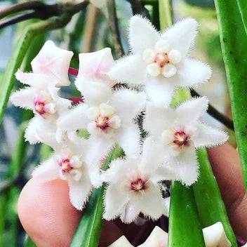 Hoya Longifolia - Pot de 12cm - Plantes d'intérieur
