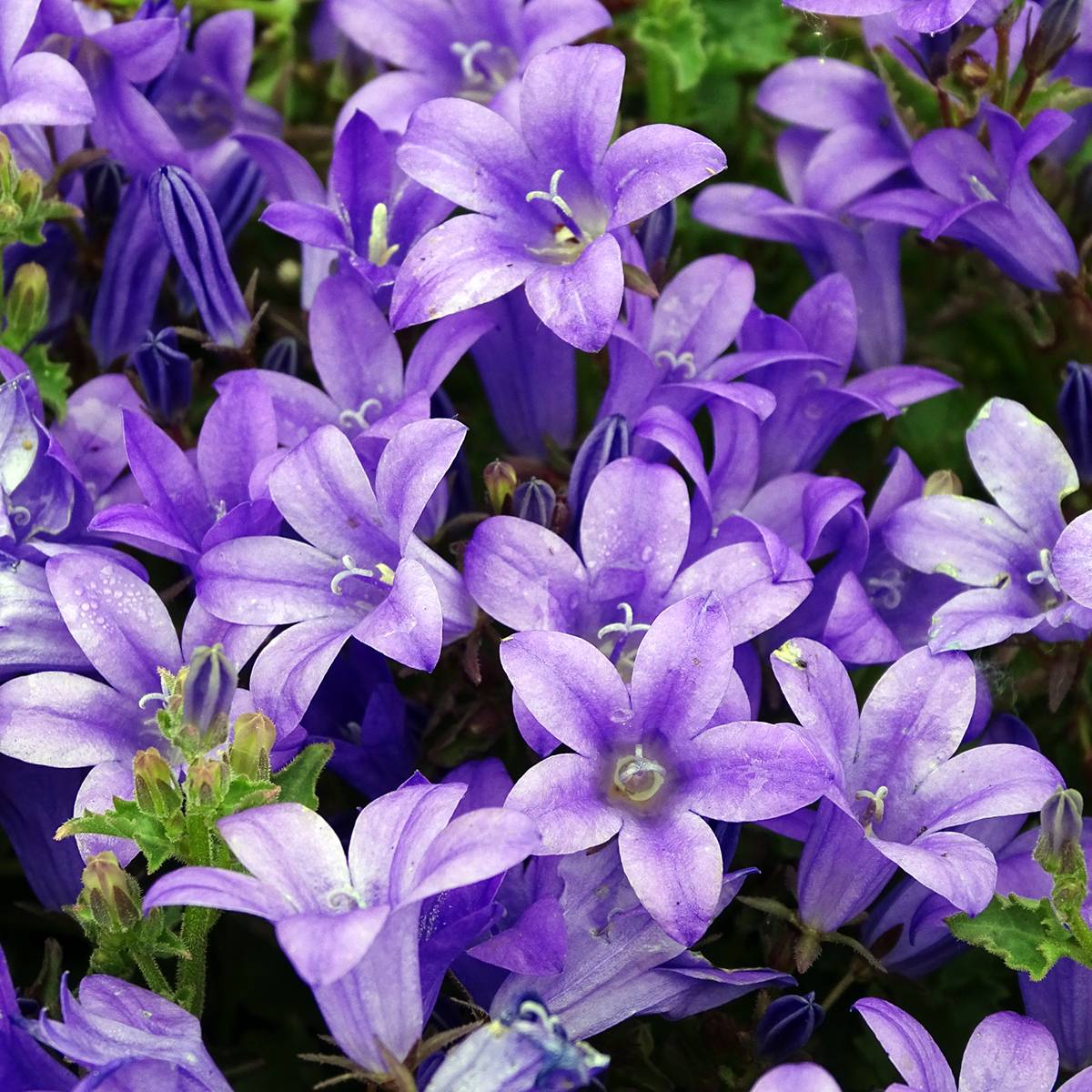 Promesse de Fleurs - Campanule des murs - Campanula portenschlagiana (muralis) Godet de 7/8 cm
