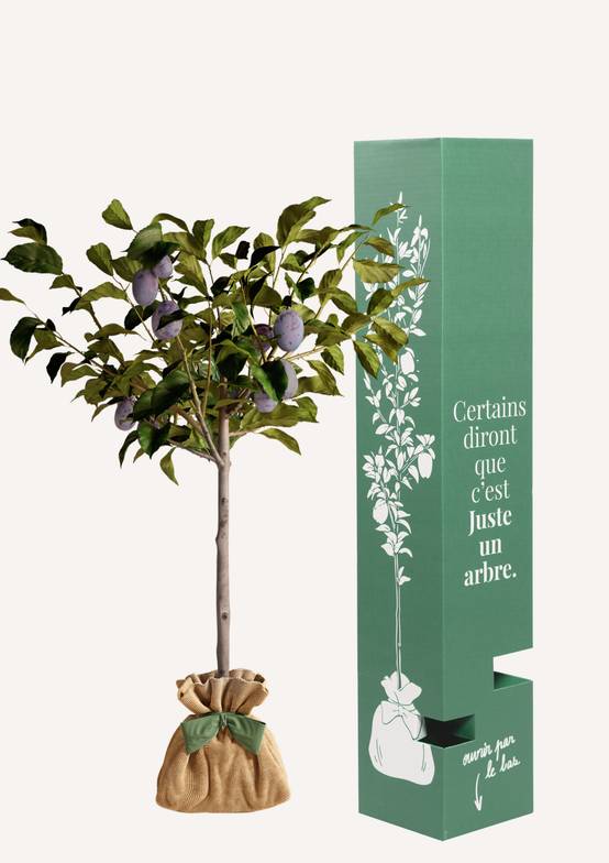 JUSTE UN ARBRE. – Prunier 'Quetsche d'Alsace' | Idée cadeau gourmand pour naissance, mariage, anniversaire – Arbre fruitier rustique, parfait pour… - Image 2