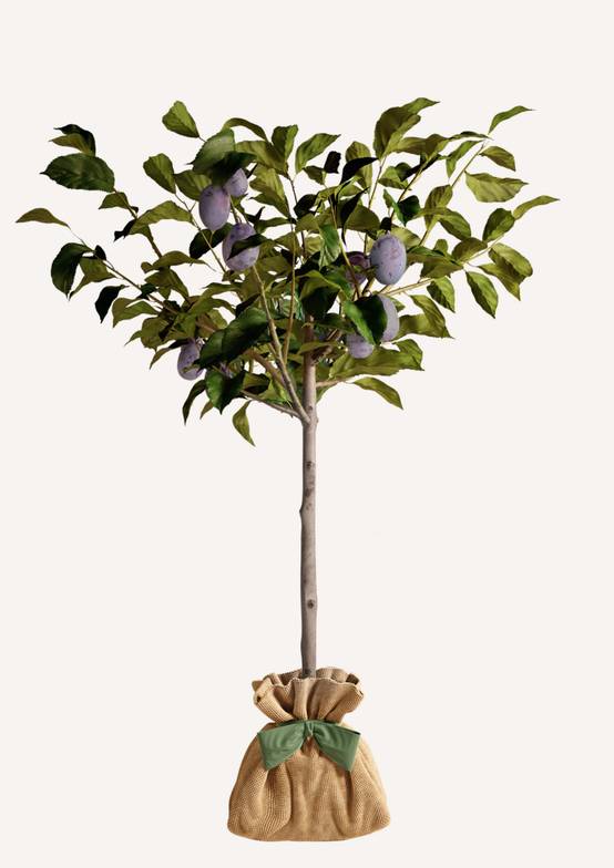 JUSTE UN ARBRE. – Prunier 'Quetsche d'Alsace' | Idée cadeau gourmand pour naissance, mariage, anniversaire – Arbre fruitier rustique, parfait pour… - Image 3