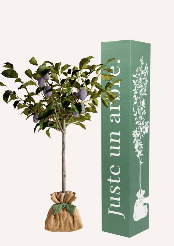 JUSTE UN ARBRE. – Prunier 'Quetsche d'Alsace' | Idée cadeau gourmand pour naissance, mariage, anniversaire – Arbre fruitier rustique, parfait pour… - Image 1