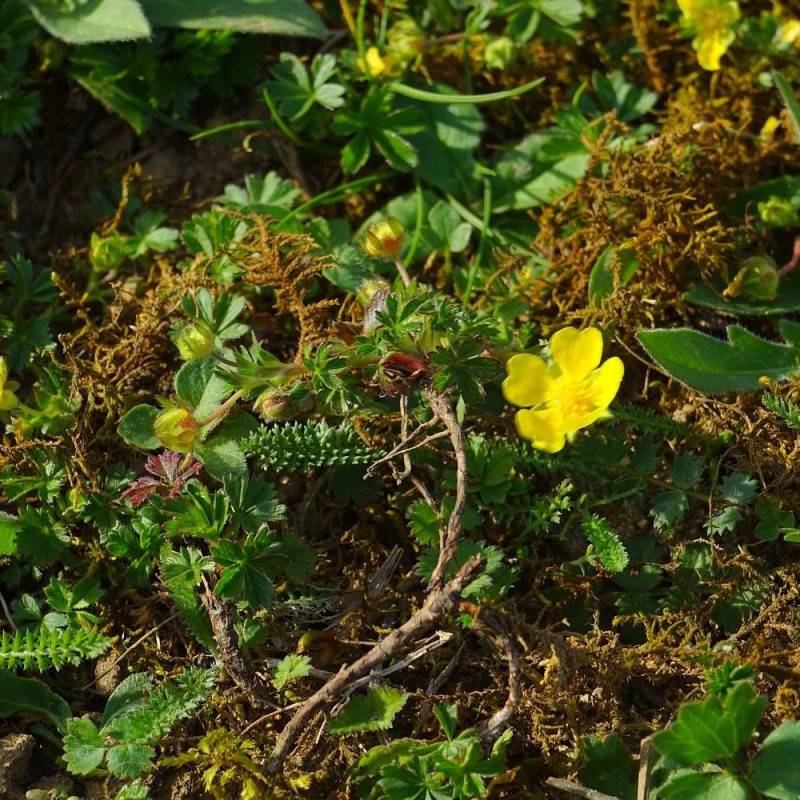 Faux fraisier jaune, Walsdteinia à fleurs Jaune/ - feuillage Semi-Persistant - Godet - 5/20 cm - Imagen 2