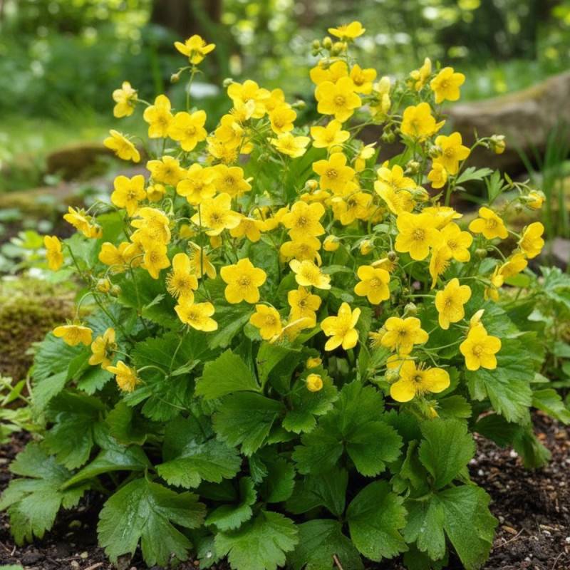 Faux fraisier jaune, Walsdteinia à fleurs Jaune/ - feuillage Semi-Persistant - Godet - 5/20 cm - Imagen 1