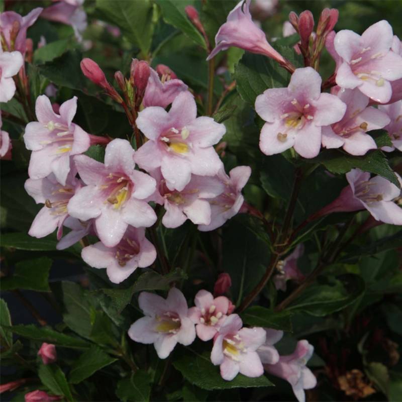 Weigelia florida Polka - Weigela nain Pot de 7,5L/10L