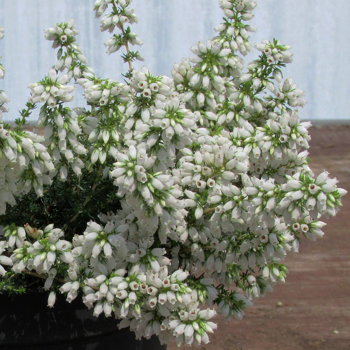 Bruyère cendrée - Erica cinerea f. alba Pot de 12 cm / 13 cm