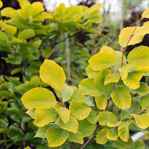 Promesse de Fleurs - Fagus sylvatica Dawyck Gold - Hêtre fastigié doré Pot de 4L/5L