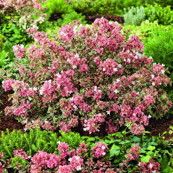Abelia Magic Daydream Godet de 8/9 cm - Image 1