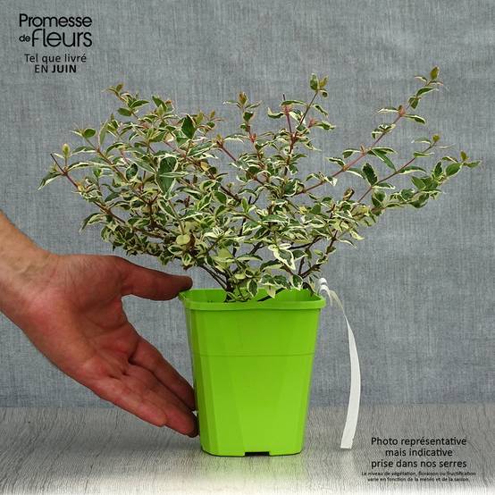 Abelia Magic Daydream Godet de 8/9 cm - Image 2