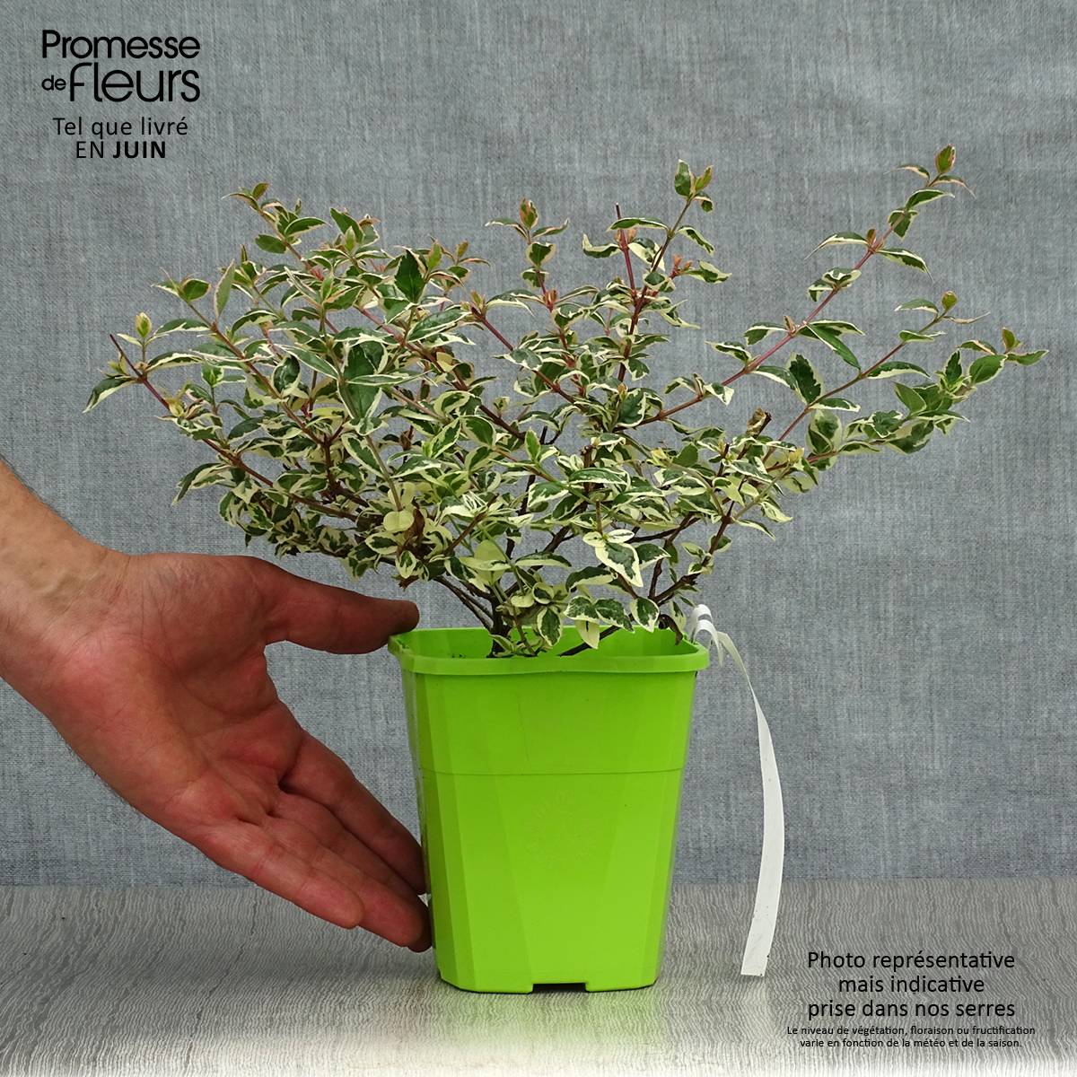 Abelia Magic Daydream Godet de 8/9 cm - Image 2