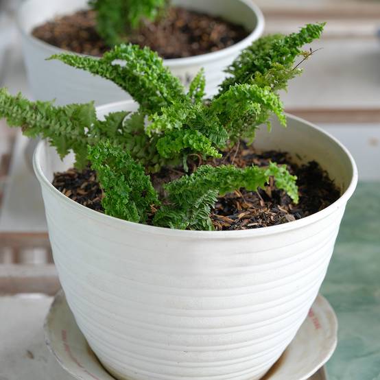 Nephrolepis exaltata Fluffy Ruffle - Fougère de Boston Mini-plante