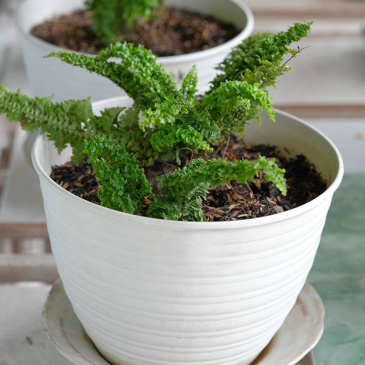 Nephrolepis exaltata Fluffy Ruffle - Fougère de Boston Mini-plante