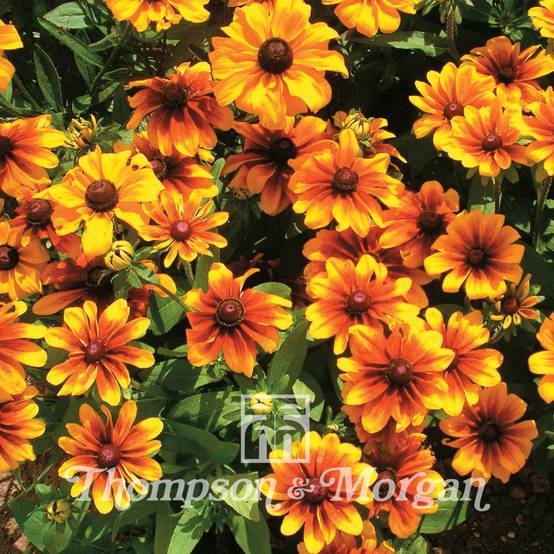 Graines de Rudbeckia nain Rustic Dwarf Mixed - Rudbeckia hirta le sachet de 600 graines environ (0,4g)