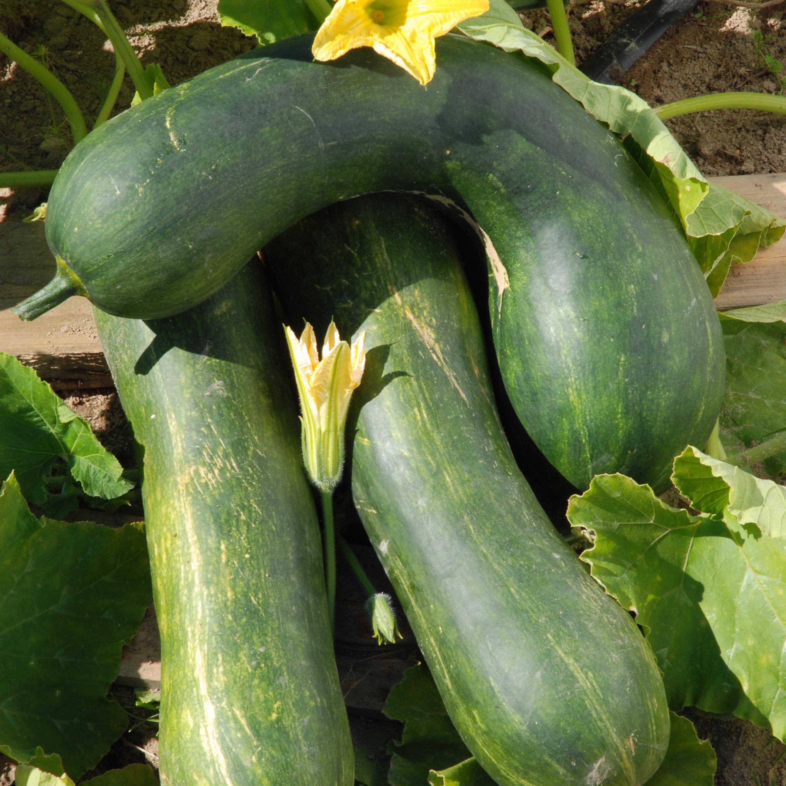 Courge Longue de Nice - Cucurbita pepo le sachet de 12 graines environ (2g)