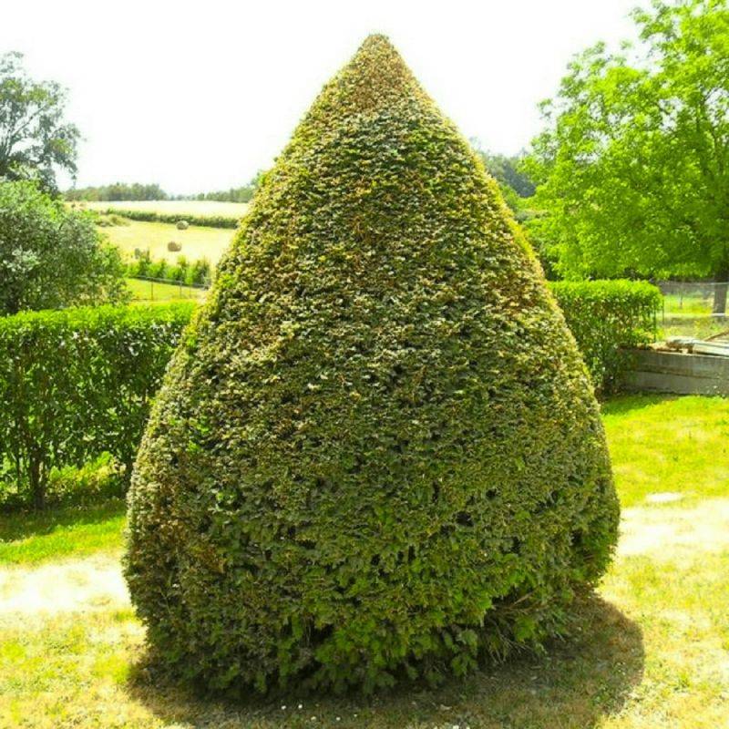 If commun (Taxus baccata) - Godet - Taille 13/25cm - Pépinières Naudet - Image 1