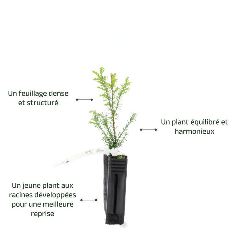 If commun (Taxus baccata) - Godet - Taille 13/25cm - Pépinières Naudet - Image 4