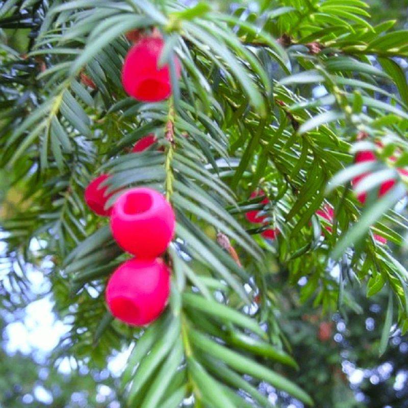 If commun (Taxus baccata) - Godet - Taille 13/25cm - Pépinières Naudet - Image 2