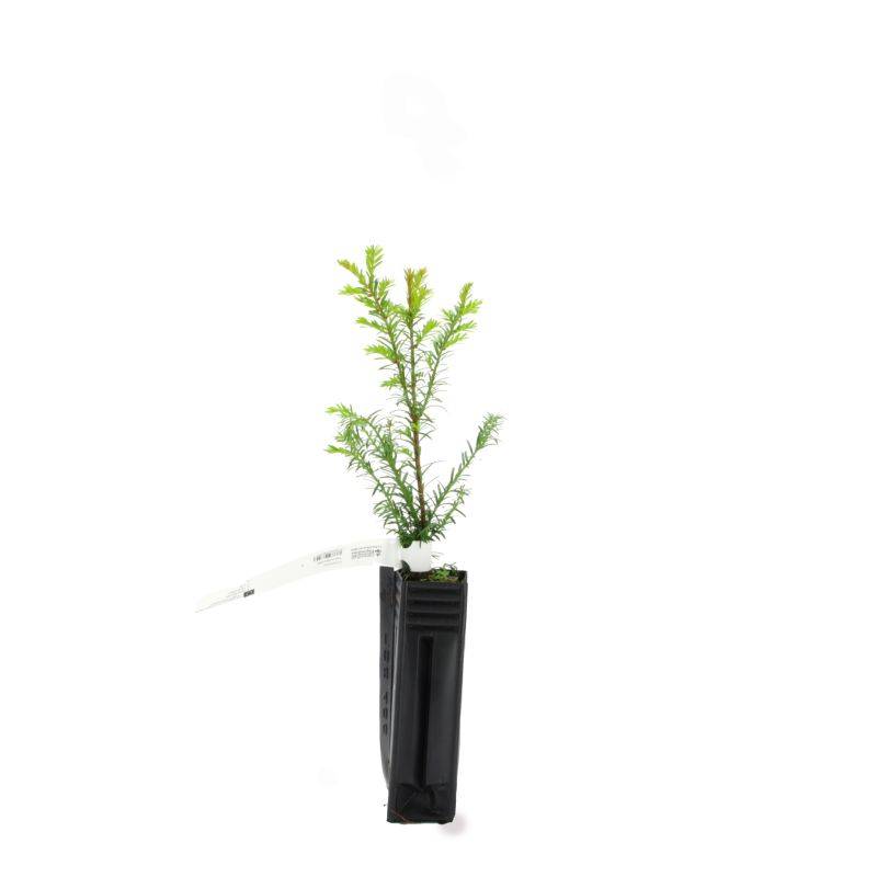If commun (Taxus baccata) - Godet - Taille 13/25cm - Pépinières Naudet - Image 3