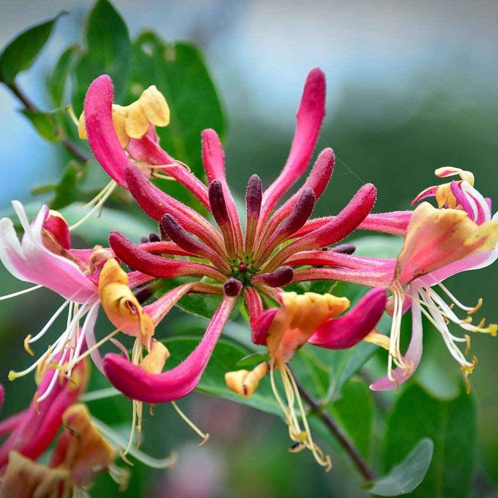 Promesse de Fleurs - Chèvrefeuille Belgica Select - Lonicera periclymenum Pot de 1,5L/2L
