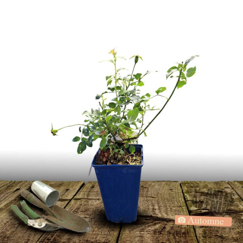 Rosier paysager Decorosier® Suneva® 'Noalesae' à fleurs Jaune - feuillage Caduc - Pot de 2L - 40/60 cm-  hauteur à maturité De 0,50 m à 1,00 m - Imagen 2