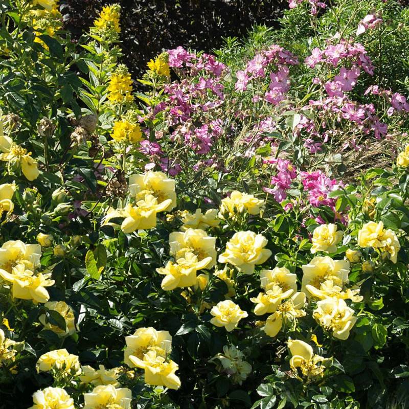 Rosier paysager Decorosier® Suneva® 'Noalesae' à fleurs Jaune - feuillage Caduc - Pot de 2L - 40/60 cm-  hauteur à maturité De 0,50 m à 1,00 m - Imagen 1