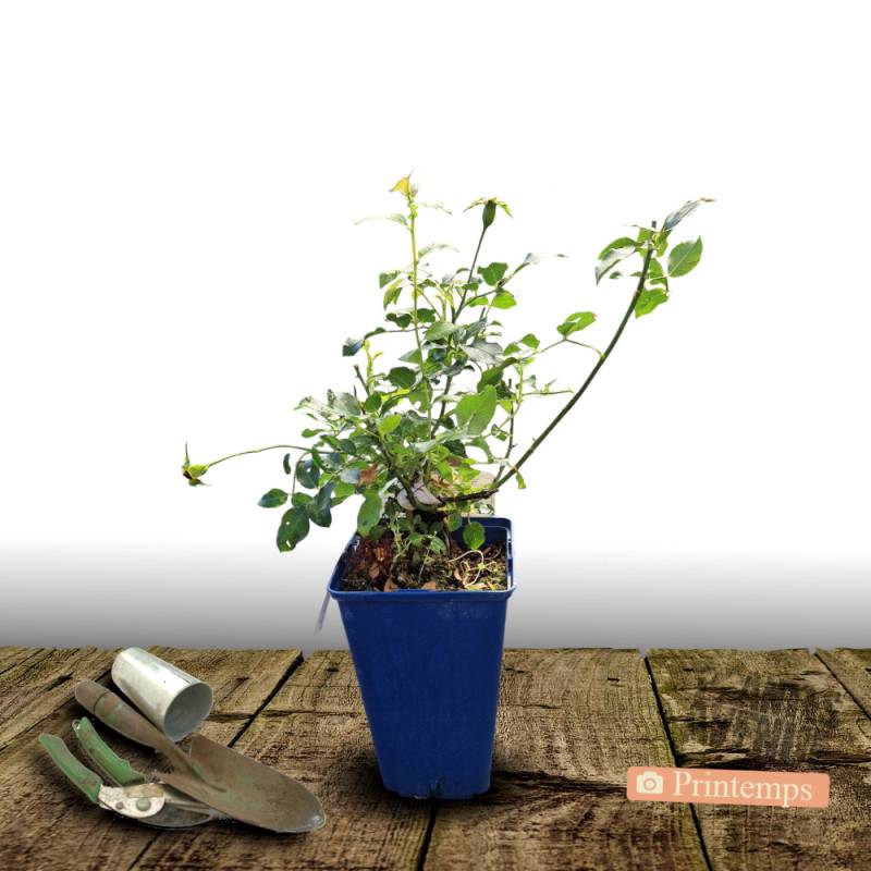 Rosier paysager Decorosier® Suneva® 'Noalesae' à fleurs Jaune - feuillage Caduc - Pot de 2L - 40/60 cm-  hauteur à maturité De 0,50 m à 1,00 m - Imagen 4