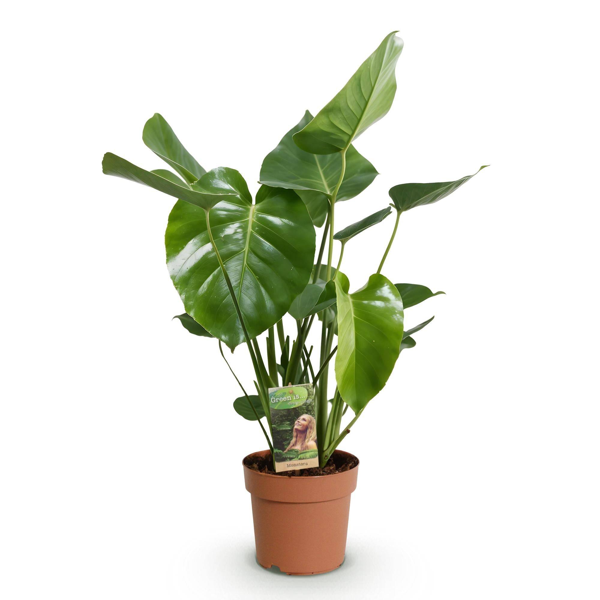 Monstera Deliciosa - D17 H55cm - Image 3
