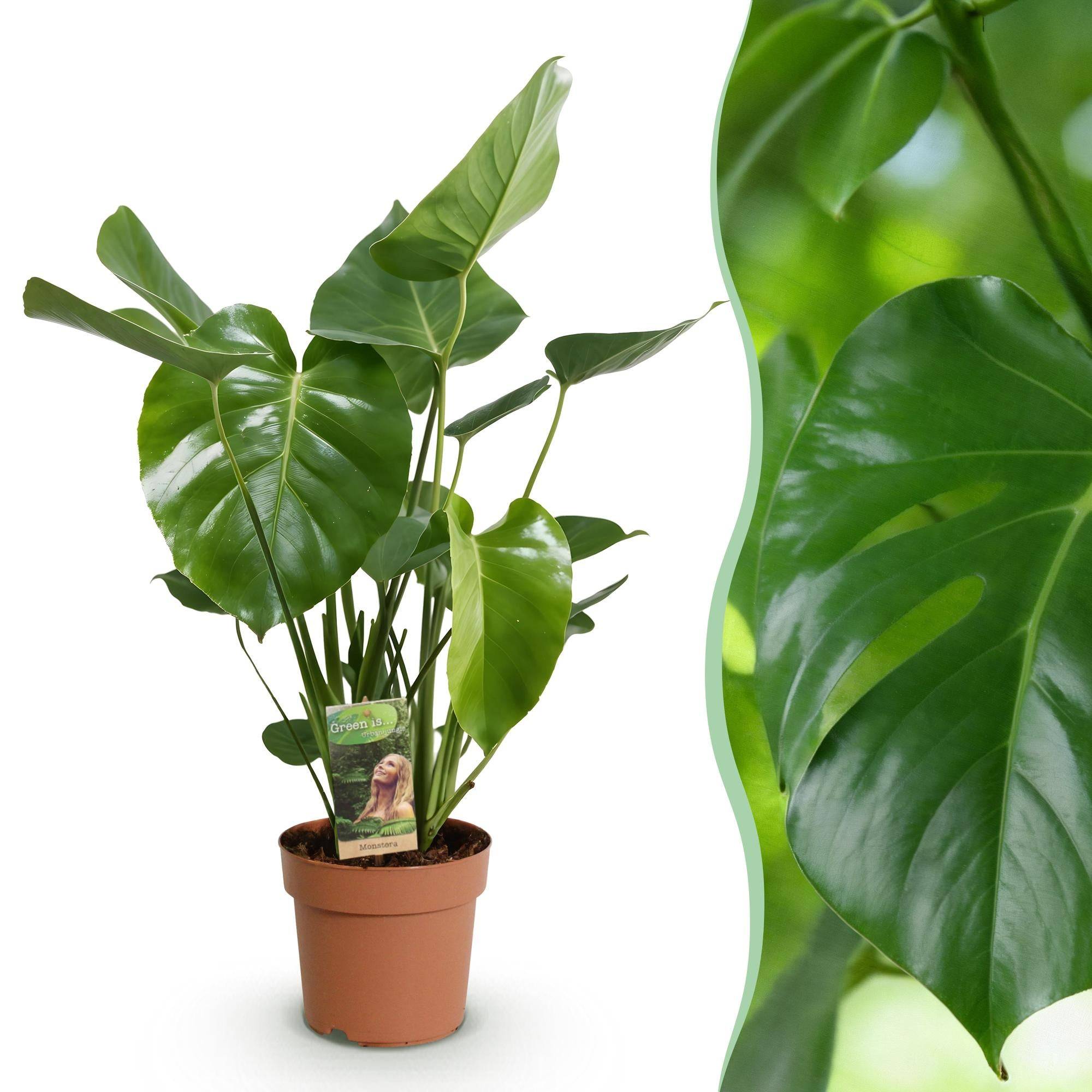 Monstera Deliciosa - D17 H55cm - Image 2