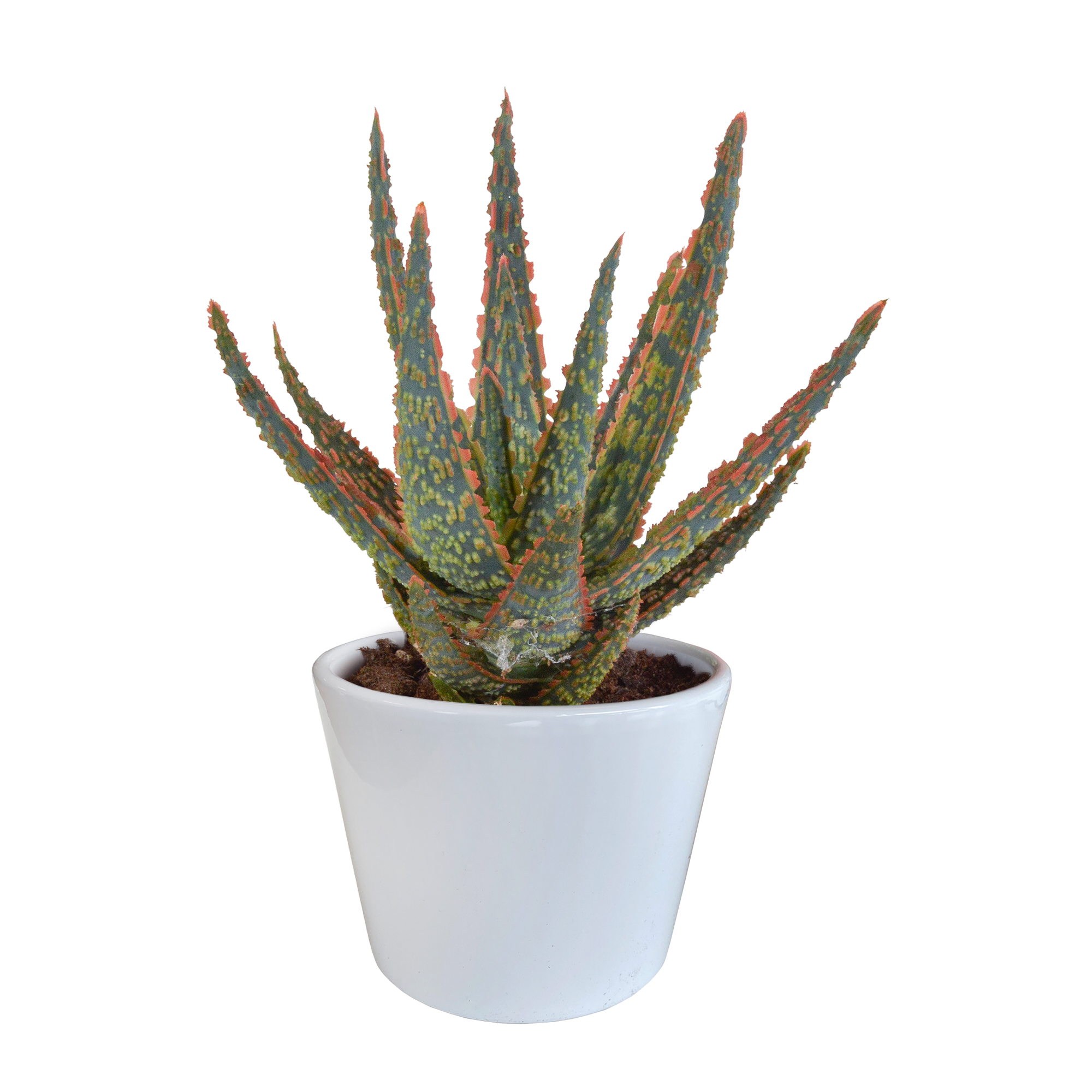 Aloe zebrina - en pot blanc - Ø10,5cm - ↕23cm - Plantes d’intérieur