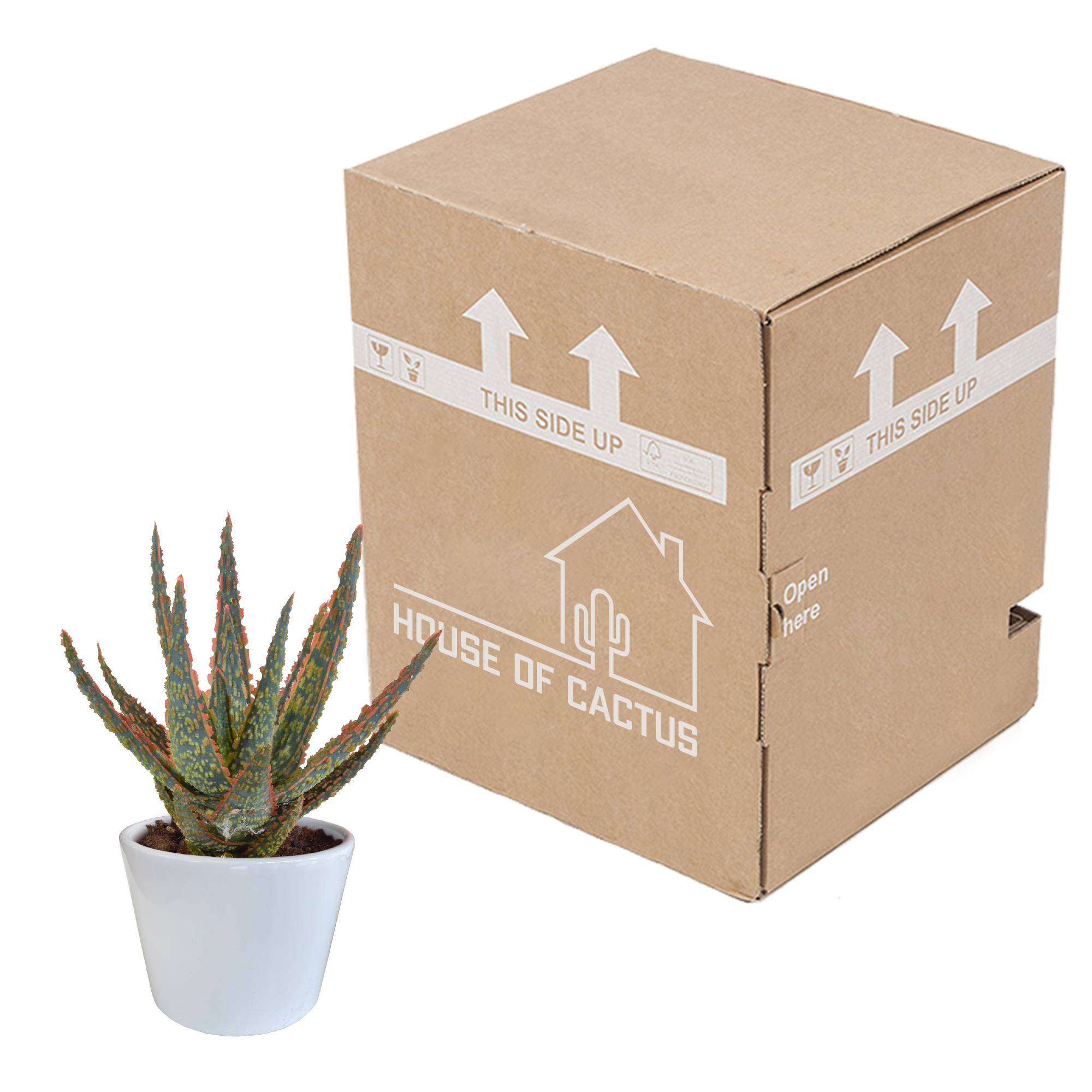 Aloe zebrina - en pot blanc - Ø10,5cm - ↕23cm - Plantes d’intérieur - Image 3