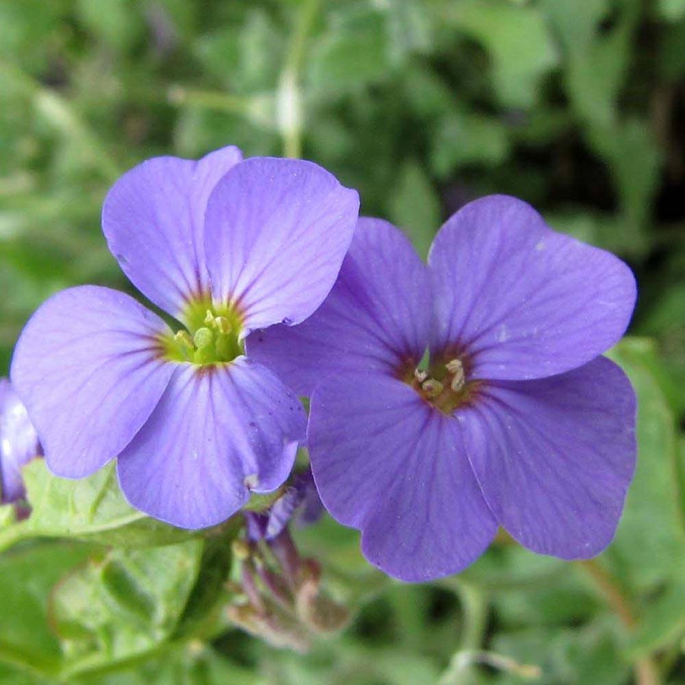 Promesse de Fleurs - Aubrieta Royal Blue - Aubriète Godet de 8/9 cm