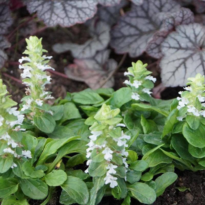 Bugle rampante blanche, Ajuga à fleurs Blanche/ - feuillage Persistant - Godet - 5/20 cm - Imagen 1