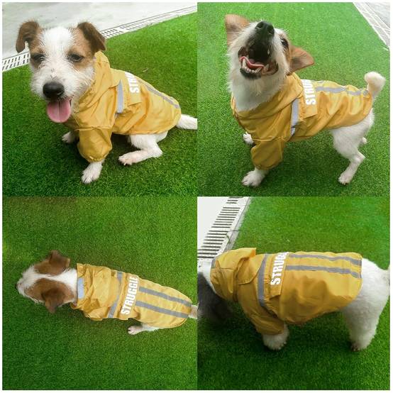 Manteau de pluie visible pour chien jaune fluo taille M sécurité - Lytech - Image 2