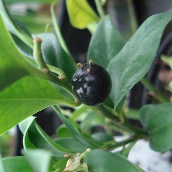 Promesse de Fleurs - Sarcococca confusa Godet de 8/9 cm