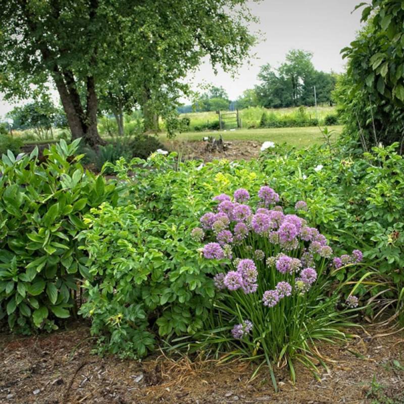 Ail d'ornement Millenium à fleurs Rose/ - feuillage Semi-Persistant - Pot de 3L - Touffe - Imagen 8
